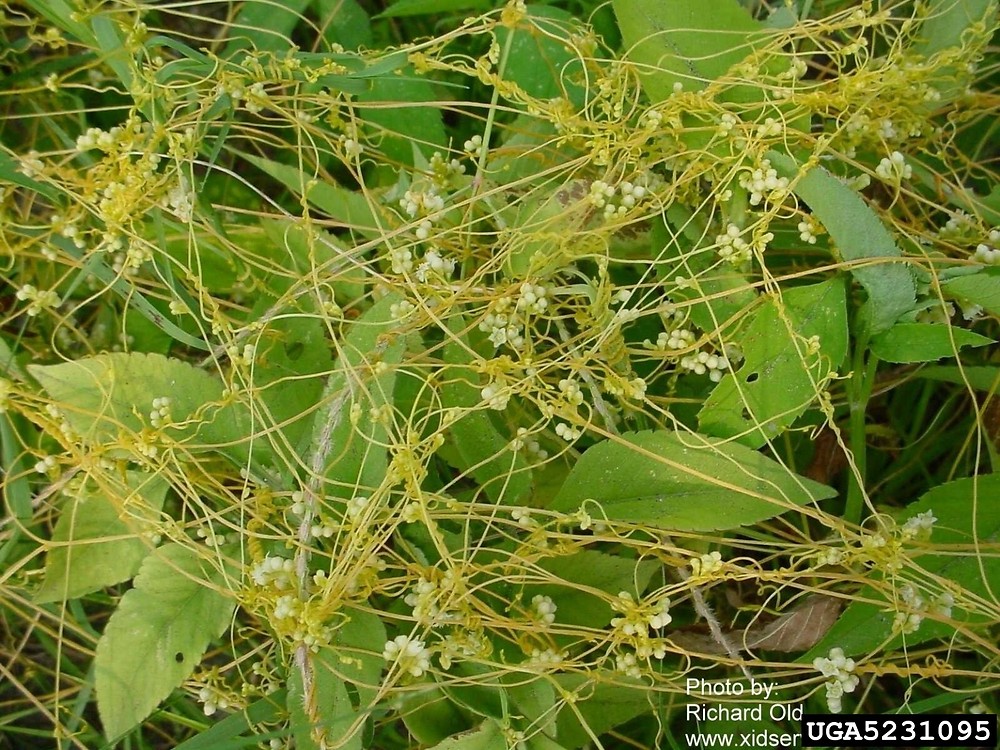 سِس - ‌افتیمون - معرفی و خواص گیاهان دارویی